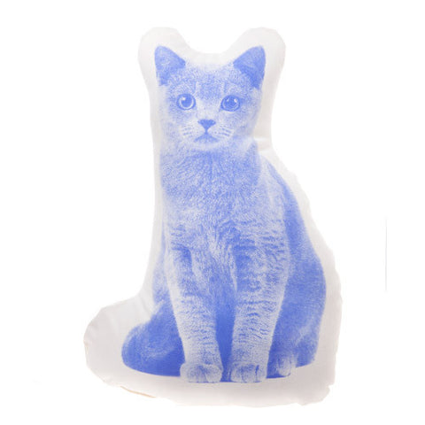 Shorthair Cat