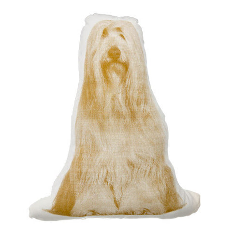 bearded collie